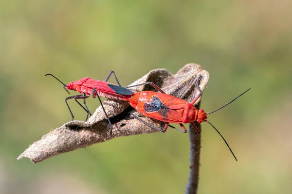 Image Red Cotton Bug Dysdercus Cingulatus Leaf Natural Background Insect — Stockfoto
