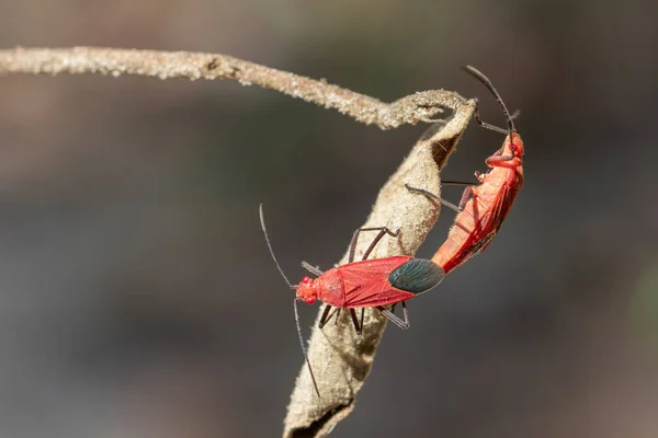Image Red Cotton Bug Dysdercus Cingulatus Leaf Natural Background Insect — Stockfoto