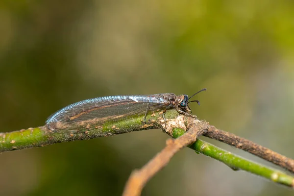 Image Myrmeleon Formicarius Perched Branch Nature Background Antlion Insect — Stockfoto