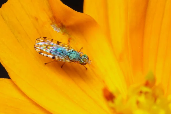 Image Larvae Spotted Winged Fly Neotephritis Finalis Yellow Flower Nature — Zdjęcie stockowe
