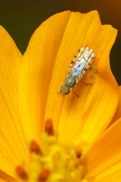 Image Larvae Spotted Winged Fly Neotephritis Finalis Yellow Flower Nature — Zdjęcie stockowe