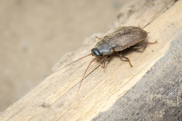 Bild Diploptera Punctata Eller Kackerlacka Insekt Djur — Stockfoto