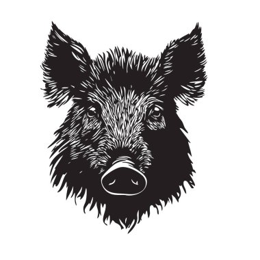 Yaban domuzu kafasının detaylı, siyah ve beyaz bir tasviri, güçlü özelliklerini ve karmaşık ayrıntılarını gözler önüne seriyor. Vahşi Yaşam Hayvanları.