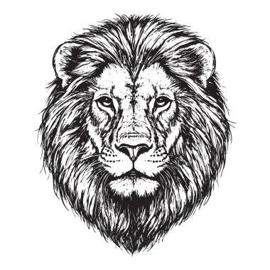 Majestic black and white male lion head vector illustration with detailed mane, fierce eyes, and noble expression. Hand-drawn style artwork perfect for design projects. Wildlife Animals. clipart