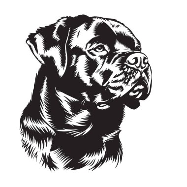 Siyah beyaz bir Rottweiler köpeğinin yüksek kalite tasviri, kalın çizgiler ve çok yönlü tasarım kullanımı için karmaşık detaylar sergiliyor. Evcil hayvan. Hayvanlar.