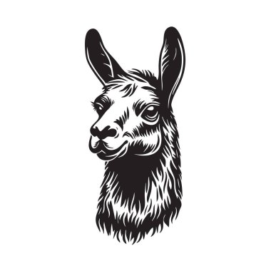 Vector of whimsical llama head portrait in a classic black and white woodcut style, perfect for branding, logos, Wildlife Animals. clipart