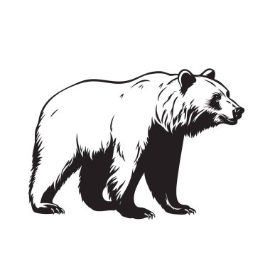 Siyah-beyaz ayakta duran ayı silueti, detaylı kürk dokusuyla yaban hayatı çizimi, damgalama, logolar, Vahşi Yaşam Hayvanları için mükemmel..