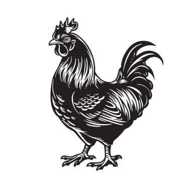 Klasik siyah-beyaz stili yapılmış görkemli tavuğun taşıyıcısı güç ve zarafet yayıyor. Markalaşma, logo ve çiftlik temalı tasarımlar için mükemmel..