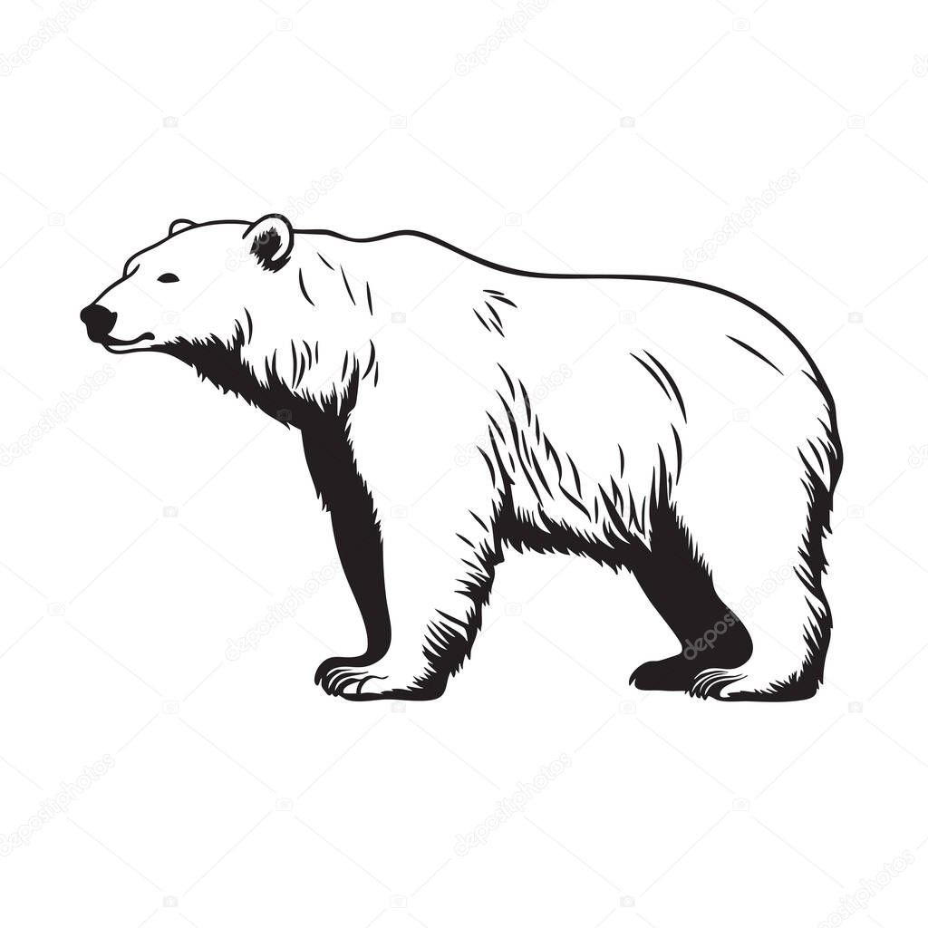 Illustration vector of majestic polar bear standing in profile on a white background. Easy editable layere. Wildlife Animals.