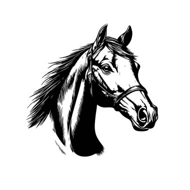 Akan yeleli bir atın taşıyıcısı, ince detaylar ve anlamlı çizgiler ile çizilmiş, dövmeler ya da tasarım elementleri için mükemmel. Çiftlik hayvanları..