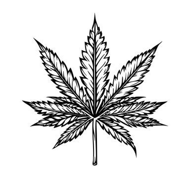 Esrar bitkisinin siyah-beyaz ahşap kesim biçimi, ayrıntılı yaprak ve tomurcuk yapısı ile botanik illüstrasyonunun taşıyıcısı.