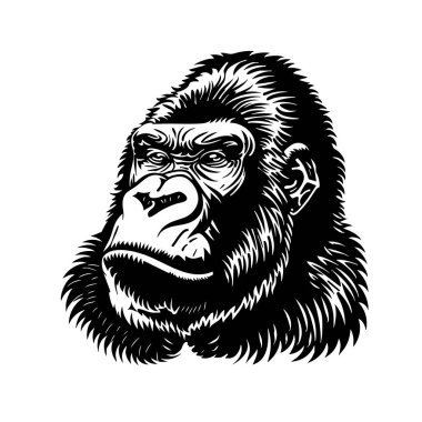 Kalın siyah dövme stili bir çizim vektörü. Bir goril kafasının klasik oyma stili. Çok detaylı, sert bir ifade, logolar, baskılar ve tasarımlar için mükemmel. Vahşi Yaşam Hayvanları.