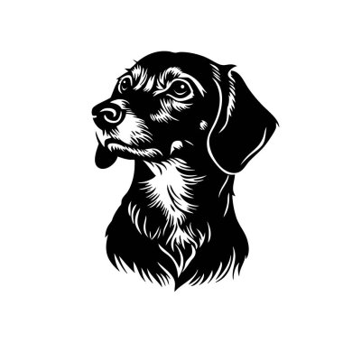 Zarif dachshund baş vektörü. Uzun namlu ağzı, anlamlı gözler. Evcil hayvan, üreme ya da köpeklerle ilgili tasarımlar için ideal.