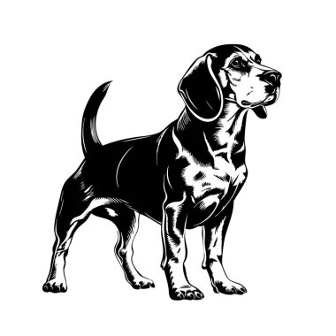 Elegant beagle vector illustration. Full body, standing pose, detailed features. Perfect for pet-related designs, logos, and print. clipart