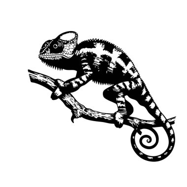 Vintage black and white line art illustration of a chameleon on a dry branch. Highly detailed, artistic, and perfect for tattoos, prints, and designs. clipart