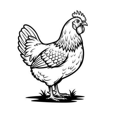 Bir Ameraucana tavuğunun detaylı siyah-beyaz vektörü çimlerin üzerinde duruyor, tüyler, tarak ve kuyruk sergiliyor. Çiftlik tasarımları ve kırsal baskılar için mükemmel..