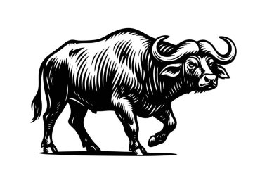 Bir Afrika bufalosunun tek renkli cesur vektörü yan görüşte. Ayrıntılı ahşap kesim tarzı, beyaz arka planda logo, iz veya gravür kullanımı için ideal. Vahşi Yaşam Hayvanları.