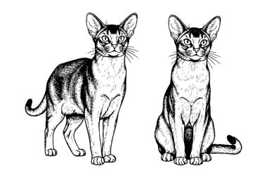 Oturan ve ayakta duran iki Habeş kedisinin siyah ve beyaz çizimi. Ayrıntılı kürk dokusu, parmak izi, logo ya da tasarım için mükemmel. Hayvan, Hayvan..