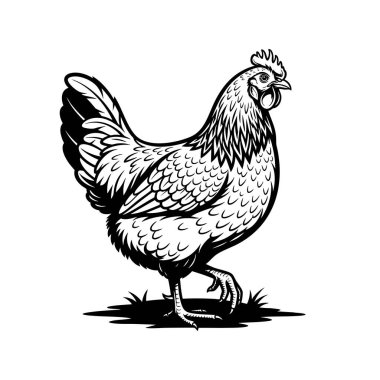 Avustralorp tavuğunun çimlerin üzerinde zarif bir şekilde duran siyah-beyaz çizimi..