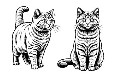 İki İngiliz Shorthair kedisinin son derece detaylı siyah-beyaz vektörü, biri ayakta ve biri oturuyor. Gerçekçi kürk dokusu, baskılar ve evcil hayvan tasarımları için ideal. Hayvanlar.