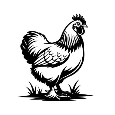 Çimlerin üzerinde duran tüylü bir Koçin tavuğunun zarif siyah beyaz vektörü ayrıntılı tüyleri ve yuvarlak gövdesi var. Çiftlik sanatı ve köy dekoru için ideal. Hayvan..