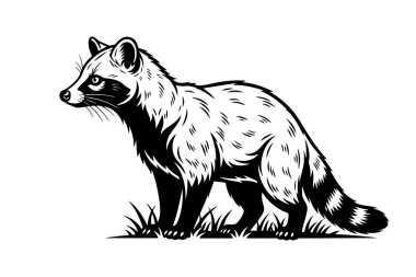 Çimlerin üzerinde duran, çizgili kuyruğunu, sivri burnunu ve tetikte duran bir misk kuşunun ayrıntılı siyah beyaz vektörü. Vahşi yaşam ve doğa sanatı için harika. Hayvan..