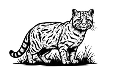 Çimlerin üzerinde duran yassı başlı bir kedinin siyah beyaz vektörü. Ayrıntılı kürk desenleri ve yoğun bakışlar. Logolar, baskılar ya da vahşi yaşam tasarımları için mükemmel. Vahşi Yaşam Hayvanları.