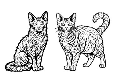 Kıvırcık tüylü iki LaPerm kedisinin siyah beyaz vektörü. Hayvan tasarımları, logolar veya kedi temalı baskılar için oymalı illüstrasyon biçimi.