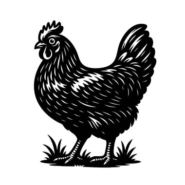 Bir Rhode Island kırmızı tavuğunun detaylı siyah beyaz vektörü çimlerin üzerinde duruyor, tarım markaları, logolar, baskılar ve tarım tasarımları için mükemmel..