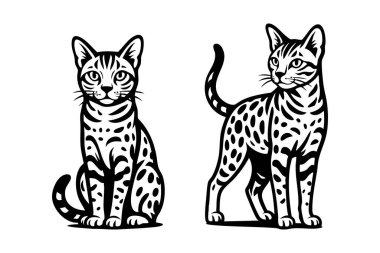 Oturan ve ayakta duran iki Serengeti kedisinin benekli kürklerini ve zarif vücut şekillerini gösteren siyah ve beyaz vektör çizimi. Evcil hayvan.