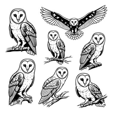 Uçmak ve tünemek de dahil olmak üzere çeşitli pozlarda bir dizi detaylı ahır baykuşu vektör çizimleri. Parmak izleri, logolar ve vahşi yaşam temalı sanat eserleri için ideal..