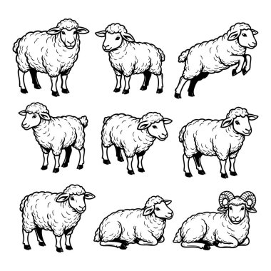 Çoklu poz veren koyunlar ayakta, otluyor, zıplıyor. Çiftlik hayvanları için harika..