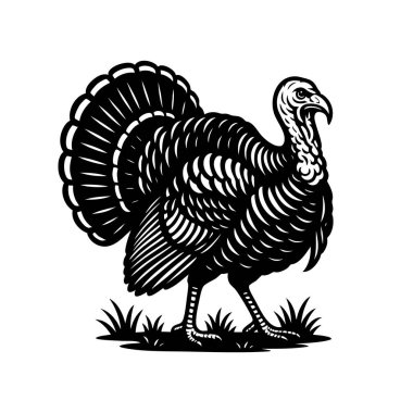 Gururlu bir hindinin cesur siyah beyaz vektörü. Çimlerin üzerinde kuyruğu ve tüyleriyle duruyor. Çiftlik, tatil ya da vahşi yaşam temalı tasarımlar için mükemmel. Hayvan..