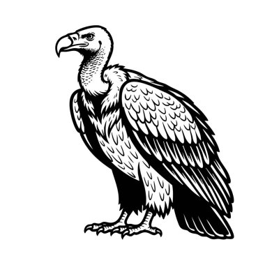 Tüylü kanatları ve kel kafasıyla gururla duran bir akbabanın ayrıntılı siyah beyaz vektörü. Vahşi yaşam baskıları, logolar ve eğitim sanatı için ideal. Kuş, Hayvan.