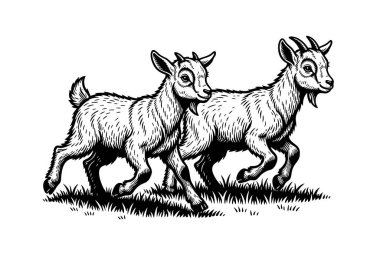 İki yaban domuzu koyu siyah beyaz vektör tarzında biri ayakta ve biri oturuyor. Maskot çizimleri ya da dövme tasarımları. Vahşi Yaşam Hayvanları.