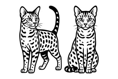İki tane siyah beyaz Mısırlı Mau kedisi, biri ayakta ve biri oturma, ayrıntılı gravür stili. Evcil hayvan.