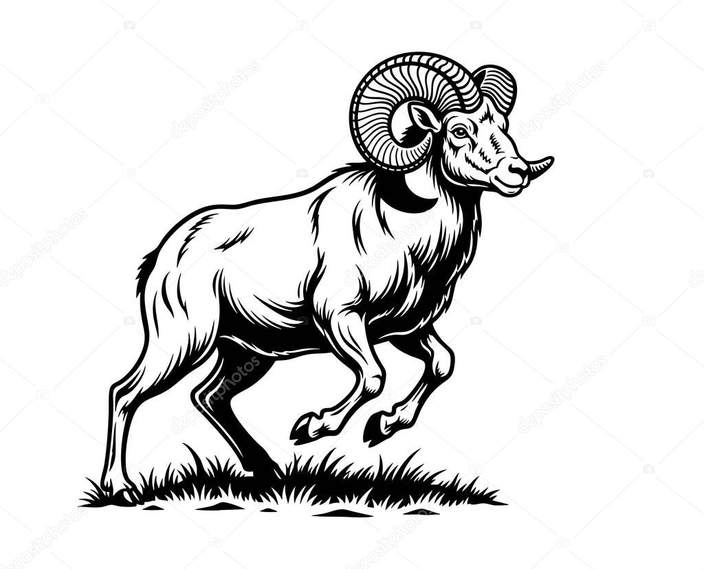 Detailed black and white vector of a bighorn sheep standing proudly on grass, showcasing large curved horns and a strong, majestic stance, ideal for prints. Animal.