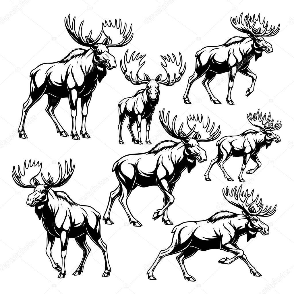 Collection of moose illustrations in various poses, black and white vector style. Ideal for wildlife logos, mascots, tattoos, or outdoor-themed designs. Animals.