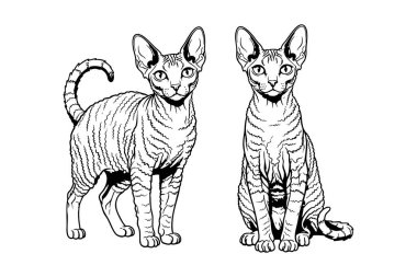 İki Alman Rex kedisinin vektör çizimi, biri ayakta ve diğeri oturuyor, Evcil Hayvan.
