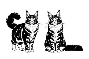 Uzun kürklü iki görkemli Maine Rakun kedisinin detaylı çizimi. Zarif ve asil hayvanlar yan yana oturur ve dururlar..