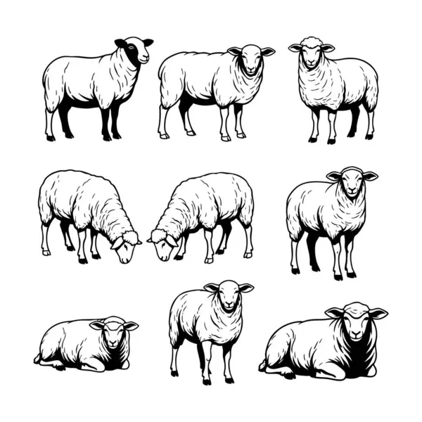 Ayakta, oturarak ve otlatma pozlarında koyun koleksiyonu, siyah ve beyaz olarak detaylı vektör çizgisi sanat tarzı, çiftlik ve pastoral sahneler için harika.