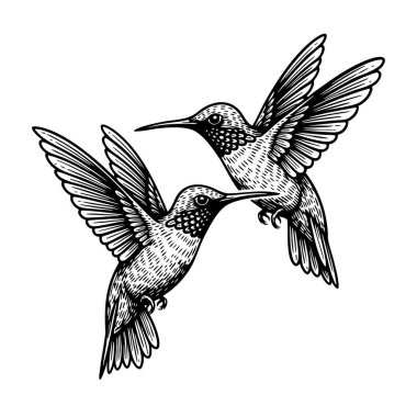 Siyah ve beyaz iki sinekkuşunun zarif uçuşunun temsilcisi. Kuşlar.