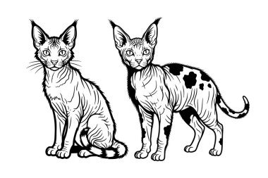 Siyah ve beyaz iki Lykoi kedisinin temsilcisi, benzersiz 