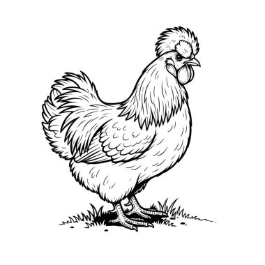 İpeksi tavuğun tüylü tüylerini gösteren siyah beyaz çiziminin temsilcisi. Çiftlik hayvanları.