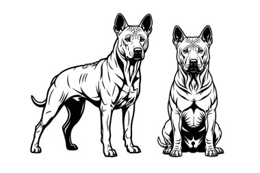 İki Tayland Ridgeback köpeğinin, biri ayakta ve diğeri otururken çekilmiş siyah beyaz çiziminin temsilcisi. Evcil hayvan.