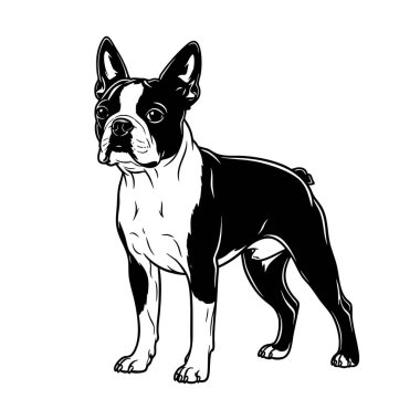 Boston Terrier köpeğinin temsili gururla ayakta duruyor. Evcil hayvan.