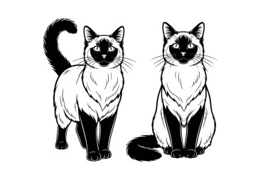 Siyam benzeri özelliklerini ve uzun kuyruklarını sergileyen iki Balili kedinin vektör çizimi. Evcil hayvan.