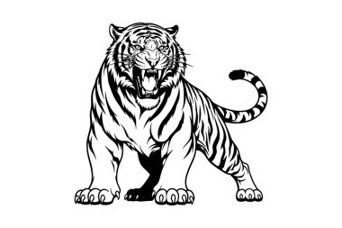 Saldırgan bir kükremeyle ayakta duran görkemli bir kaplanın vektör çizimi. Vahşi Yaşam Hayvanları.