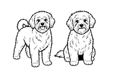 İki pofuduk Bolonez köpeğinin, biri ayakta, biri oturarak çizilmiş büyüleyici siyah beyaz tasvirinin temsilcisi. Evcil hayvan.