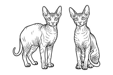 İki Donskoy kedisi tasvirinin dikkat çekici temsilcisi, biri ayakta ve diğeri oturuyor, benzersiz tüysüz görünüşlerini sergiliyor. Evcil hayvan.